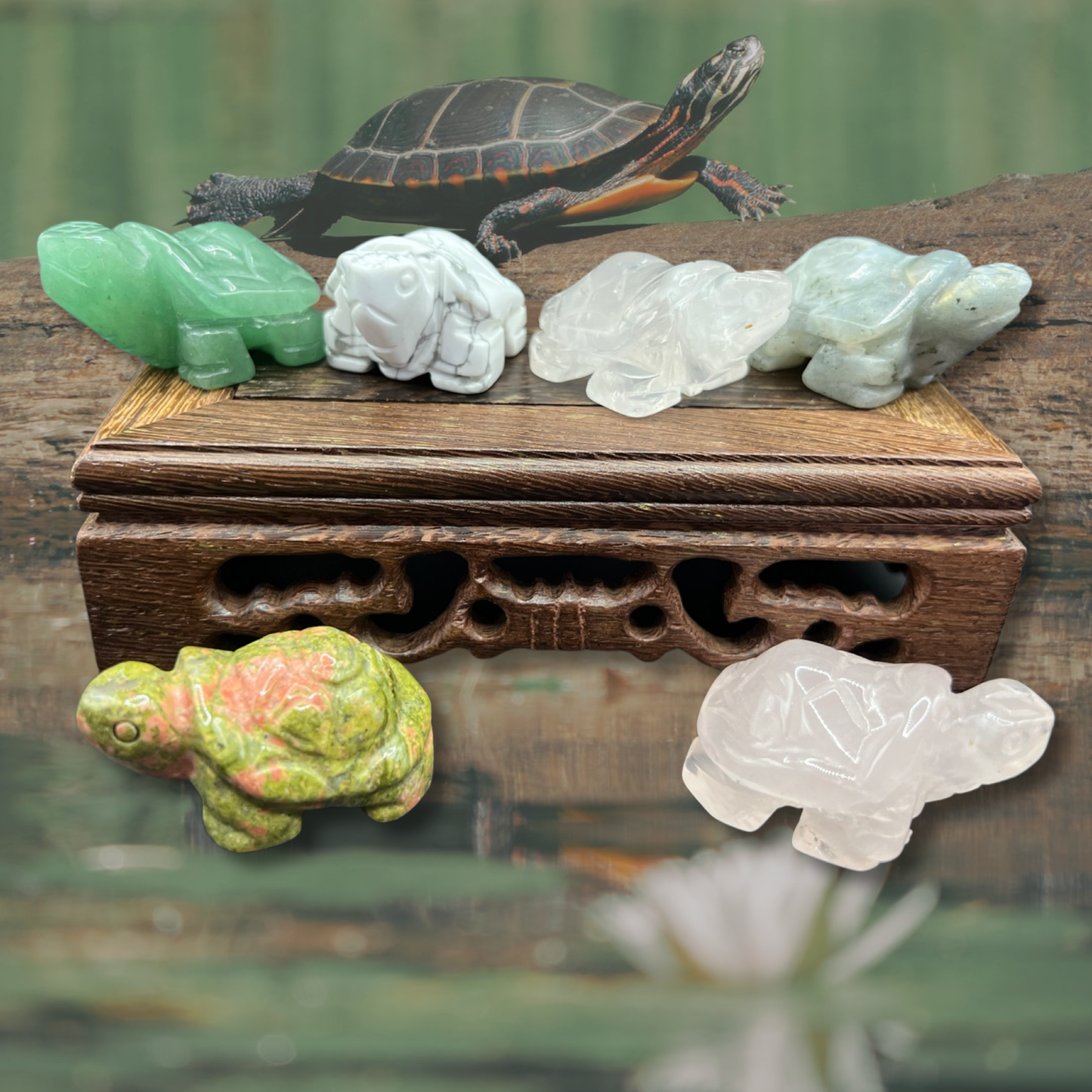 Assorted mini turtle